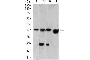 Western blot analysis using SH3GL1 mouse mAb against HepG2 (1), A549 (2), HT-29 (3), and PC-12 (4) cell lysate.