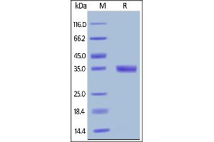 Mouse EGF, Fc Tag on  under reducing (R) condition. (EGF Protein (AA 977-1029) (Fc Tag))