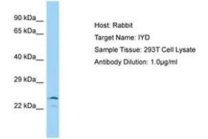 IYD 抗体  (AA 22-71)