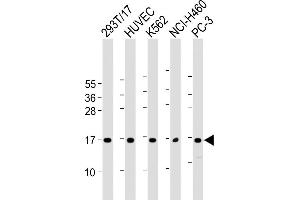 All lanes : Anti-CCL26 Antibody (C-Term) at 1:2000 dilution Lane 1: 293T/17 whole cell lysate Lane 2: HUVEC whole cell lysate Lane 3: K562 whole cell lysate Lane 4: NCI- whole cell lysate Lane 5: PC-3 whole cell lysate Lysates/proteins at 20 μg per lane. (CCL26 抗体  (AA 58-92))