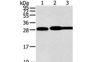 Western Blot analysis of Hela, lovo and A431 cell using STX10 Polyclonal Antibody at dilution of 1:800 (Syntaxin 10 抗体)
