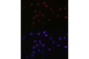Immunofluorescence (IF) image for anti-Cut-Like Homeobox 1 (CUX1) (AA 1-280) antibody (ABIN1679438)