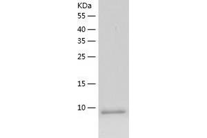 Western Blotting (WB) image for Chemokine (C-C Motif) Ligand 3 (CCL3) (AA 24-92) protein (His tag) (ABIN7122299) (CCL3 Protein (AA 24-92) (His tag))