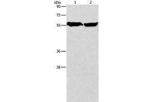Western Blot analysis of Mouse heart and Human fetal brain tissue using ARHGEF9 Polyclonal Antibody at dilution of 1:950