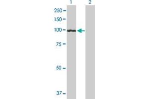 Western Blot analysis of UVRAG expression in transfected 293T cell line by UVRAG MaxPab polyclonal antibody. (UVRAG 抗体  (AA 1-699))