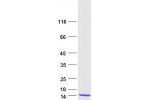 S100 Calcium Binding Protein A2 (S100A2) protein (Myc-DYKDDDDK Tag)