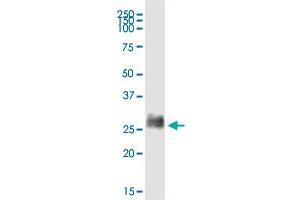 BST2 MaxPab rabbit polyclonal antibody. (BST2 抗体  (AA 1-180))