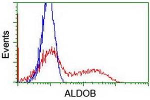 HEK293T cells transfected with either RC220062 overexpress plasmid (Red) or empty vector control plasmid (Blue) were immunostained by anti-ALDOB antibody (ABIN2454576), and then analyzed by flow cytometry. (ALDOB 抗体)