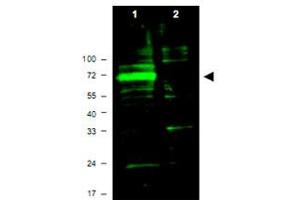 Western blot using Hif3a polyclonal antibody  shows detection of aband ~72 KDa corresponding to mouse Hif3a (arrowhead). (HIF3A 抗体  (AA 581-592))