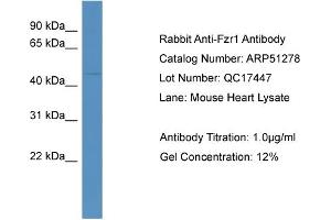 WB Suggested Anti-Fzr1  Antibody Titration: 0. (FZR1 抗体  (N-Term))