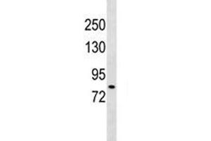 DCLK2 antibody western blot analysis in 293 lysate. (DCLK2 抗体  (AA 167-196))