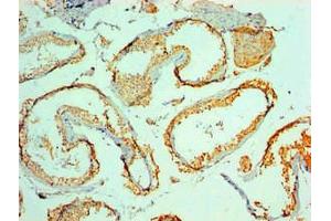 Immunohistochemical of paraffin-embedded Human testis tissue using ABIN7160392 at dilution of 1:200. (MYCBP 抗体)