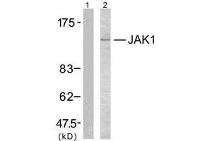 Western blot analysis of extracts from MCF7 cells using JAK1 (Ab-1022) antibody (E021119). (JAK1 抗体)