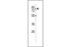 Western blot analysis of PDXD1 Antibody (C-term) (ABIN651141 and ABIN2840095) in HL-60 cell line lysates (35 μg/lane). (PDXDC1 抗体  (C-Term))