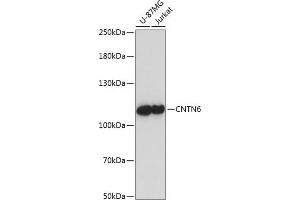 Western blot analysis of extracts of various cell lines, using CNTN6 antibody (ABIN7266496) at 1:1000 dilution. (Contactin 6 抗体  (AA 20-110))