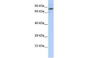Western Blotting (WB) image for anti-serine Palmitoyltransferase, Long Chain Base Subunit 2 (SPTLC2) antibody (ABIN2459217) (SPTLC2 抗体)