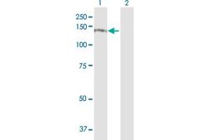 Western Blot analysis of ITGA4 expression in transfected 293T cell line by ITGA4 MaxPab polyclonal antibody. (ITGA4 抗体  (AA 1-1032))