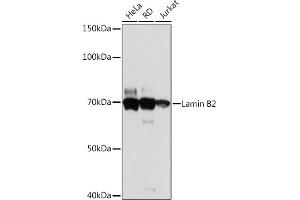 Western blot analysis of extracts of various cell lines, using Lamin B2 Rabbit mAb (ABIN1679310, ABIN3019324, ABIN3019325 and ABIN7101750) at 1:1000 dilution. (Lamin B2 抗体)