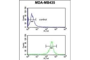 EXTL3 Antibody (N-term) (ABIN652990 and ABIN2842629) flow cytometric analysis of MDA-M cells (bottom histogram) compared to a negative control cell (top histogram). (EXTL3 抗体  (N-Term))