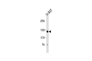 SGOL2 Antibody (Center) (ABIN1881800 and ABIN2838980) western blot analysis in U-937 cell line lysates (35 μg/lane).