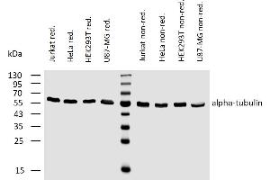 Western blotting analysis of human alpha-tubulin using mouse monoclonal antibody TU-02 on lysates (50 mM TRIS-Cl pH  6. (alpha Tubulin 抗体)