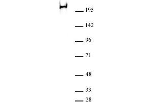 RNA pol II phospho Ser2 antibody (mAb) (Clone 3E7C7) tested by Western blot. (Rpb1 CTD 抗体  (Ser2))