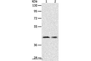 Western blot analysis of Human fetal liver tissue and Hela cell, using SERPINA5 Polyclonal Antibody at dilution of 1:700