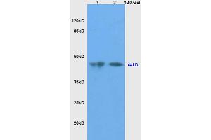 L1 mouse testis lysates, L2 mouse liver lysates probed with Anti-SHBG Polyclonal Antibody, Unconjugated (ABIN738771) at 1:200 in 4 °C. (SHBG 抗体  (AA 301-402))