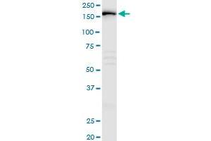 IQGAP3 MaxPab polyclonal antibody. (IQGAP3 抗体  (AA 1-1631))