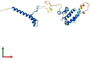 AlphaFold protein structure predicition of Human Recombinant CCDC103 Protein, UniprotID Q8IW40