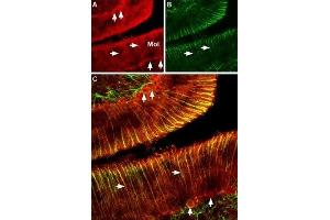 Expression of CNGA2 in rat cerebellum - Immunohistochemical staining of rat cerebellum using Anti-CNGA2 Antibody (ABIN7043090, ABIN7044955 and ABIN7044956). (CNGA2 抗体  (Intracellular))
