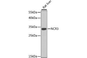 Western blot analysis of extracts of rat liver, using NCR3 antibody.
