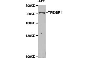 Western blot analysis of extracts of A-431 cells, using TP53BP1 antibody (ABIN5973380) at 1/1000 dilution. (TP53BP1 抗体)
