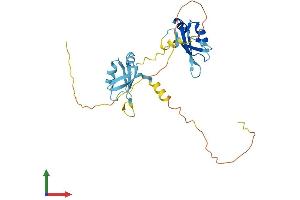 AlphaFold protein structure predicition of Mouse Recombinant Hnrnpab Protein, UniprotID Q99020