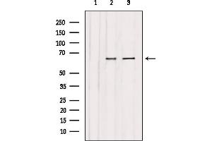 Western blot analysis of extracts from various samples, using CAF1B Antibody. (CHAF1B 抗体  (N-Term))