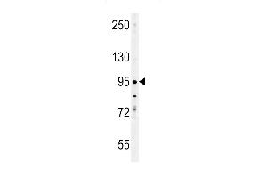 EN Antibody (C-term) (ABIN652020 and ABIN2840500) western blot analysis in K562 cell line lysates (35 μg/lane). (Enamelin 抗体  (C-Term))