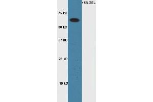 Lane 1:A549 cell lysates probed with Rabbit Anti-Cyclin A1 Polyclonal Antibody, Unconjugated (ABIN714026) at 1:300 overnight at 4 °C. (Cyclin A1 抗体  (AA 211-310))