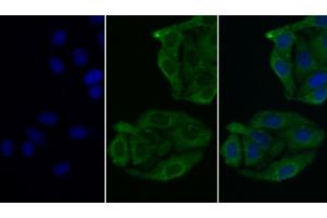 Detection of PRL in Human Hela cell using Monoclonal Antibody to Prolactin (PRL) (Prolactin 抗体  (AA 29-227))