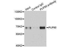 Immunoprecipitation (IP) image for anti-Poly-U Binding Splicing Factor 60KDa (PUF60) (AA 243-542) antibody (ABIN6146492)