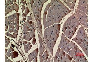 Immunohistochemistry (IHC) analysis of paraffin-embedded Rat Muscle, antibody was diluted at 1:100. (ACTC1 抗体  (N-Term))