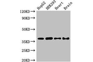 Western Blot Positive WB detected in: HepG2 whole cell lysate, HEK293 whole cell lysate, Mouse heart tissue, Mouse brain tissue All lanes: PNKD antibody at 2.