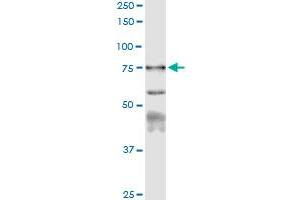 Immunoprecipitation of CAPN1 transfected lysate using anti-CAPN1 MaxPab rabbit polyclonal antibody and Protein A Magnetic Bead , and immunoblotted with CAPN1 purified MaxPab mouse polyclonal antibody (B01P) . (CAPNL1 抗体  (AA 1-714))
