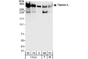 Western Blotting (WB) image for anti-Filamin A, alpha (FLNA) (AA 1725-1775) antibody (ABIN7454720)