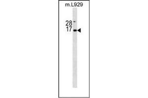 Western blot analysis of Erythropoietin / EPO Antibody (N-term) in mouse L929 cell line lysates (35ug/lane).