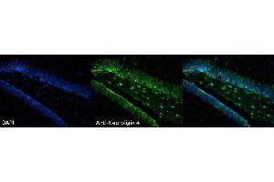 Immunohistochemistry analysis using Mouse Anti-Neuroligin 4 Monoclonal Antibody, Clone S98-7 . (Neuroligin 4 抗体  (AA 782-945) (PerCP))