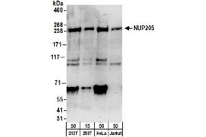 anti-Nucleoporin 205kDa (NUP205) (AA 1750-1800) antibody