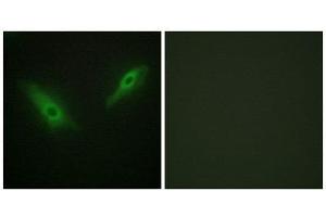 Immunofluorescence (IF) image for anti-KPB1/2 (N-Term) antibody (ABIN1849376) (KPB1/2 (N-Term) 抗体)