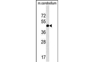 Western blot analysis in mouse cerebellum tissue lysates (35ug/lane). (RQCD1 抗体  (AA 106-134))