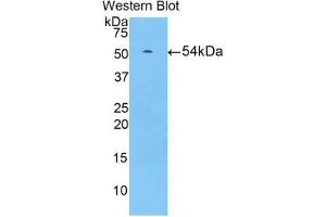 Detection of Recombinant HIF1a, Pig using Polyclonal Antibody to Hypoxia Inducible Factor 1 Alpha (HIF1a) (HIF1A 抗体  (AA 585-824))