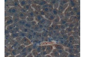 Used in DAB staining on fromalin fixed paraffin- embedded liver tissue (Kallikrein 4 抗体  (AA 32-255))